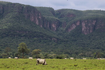 entorno do parque estadual da serra de ricardo franco em vila bela da santíssima trindade, mato...