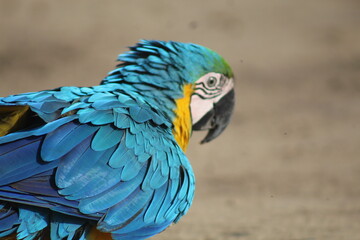 arara azul e amarela caminhando no chão 