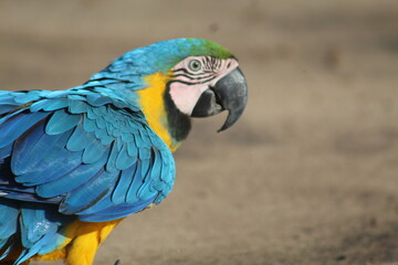 arara azul e amarela caminhando no chão 