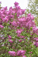 Fototapeta premium Lilac flowers blooming branch. Garden spring plant, Nature