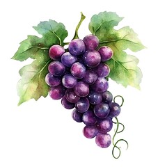 Watercolor Painting of a Grape Bunch with Green Leaves.