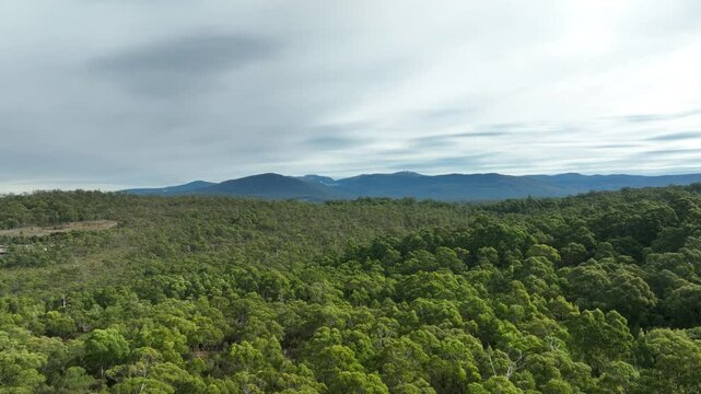 beautiful gum Trees and shrubs in the Australian bush forest. Gumtrees and native plants growing in Australia in spring