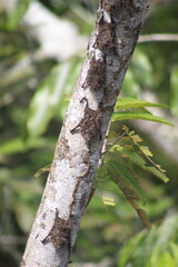 Obraz premium morcegos camuflados em árvore na amazônia