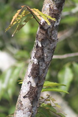 morcegos camuflados em árvore na amazônia