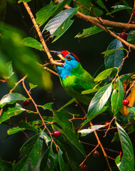Blue-throated BArbet on a tree