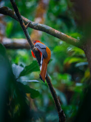 A Red-headed Trogan on a branch of a tree
