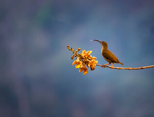 A Streaked Spiderhunter on a flower