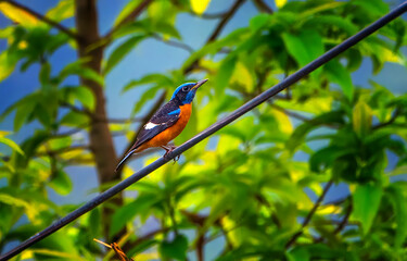 Colourful Rock Thrush on a brunch in nature
