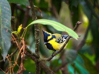 Himalayan black-lored tit on a branch