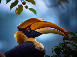 Close up profile shot of a Great Hornbill in nature © jayanta