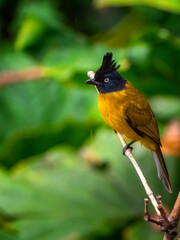 A Black-crested Bulbul in nature