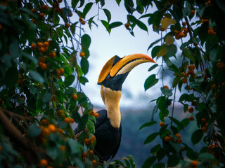 A Great Hornbill in nature looking for food