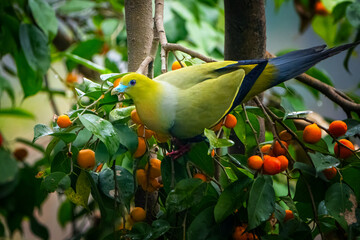 A green pigeon on a branch of a tree