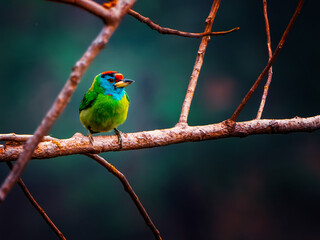 Blue-throated Barbet on the branch of a tree