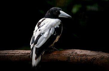 beauty bird cracticus cassicus