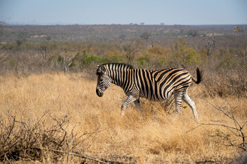 Zebras are African equines with distinctive black-and-white striped coats found in kruger park in...