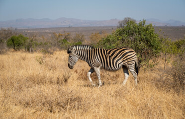 Zebras are African equines with distinctive black-and-white striped coats found in kruger park in South Africa.