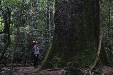 Obraz premium mulher ao lado de castanheira centenária na floresta amazônica