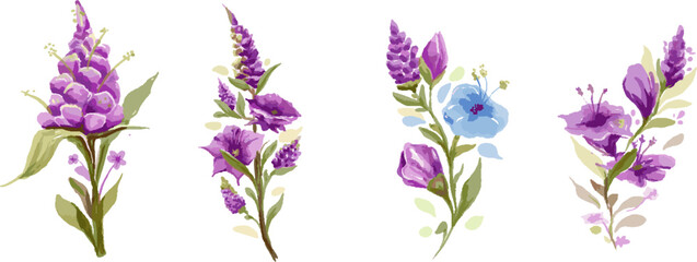 lavender flowers isolated on white background and watercolor style