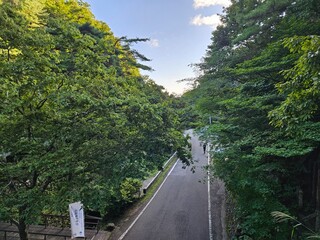 Fototapeta premium 佐渡島 森の道
