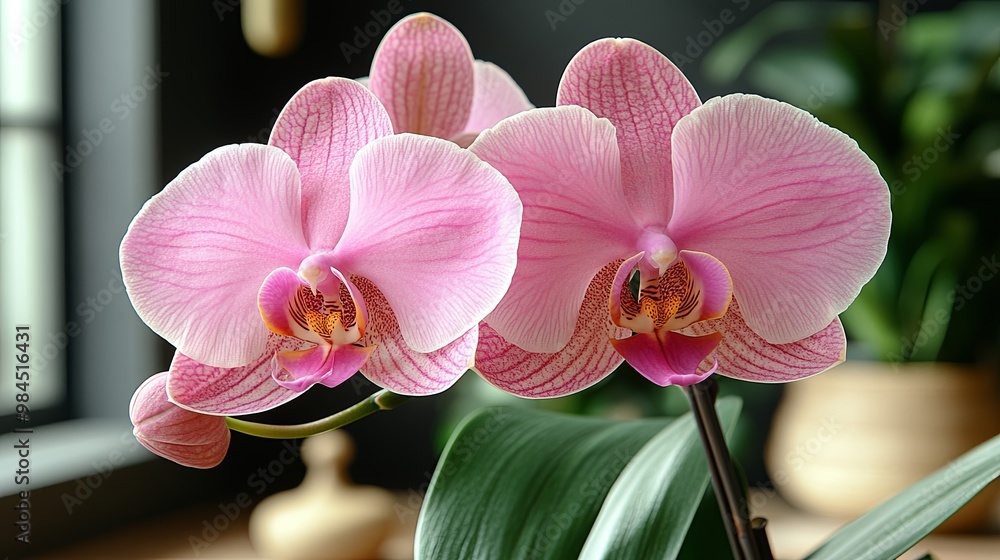 Sticker Delicate Pink Orchid Blooms Displaying Intricate Veining and a Touch of Yellow in the Center