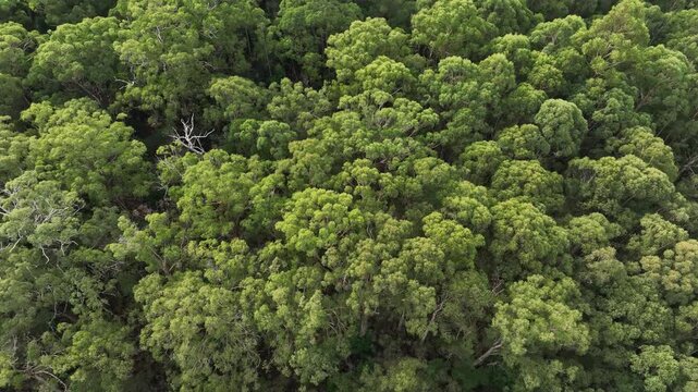 beautiful gum Trees and shrubs in the Australian bush forest. Gumtrees and native plants growing in Australia in spring