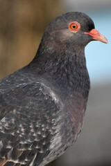 close up shot of a pigeon