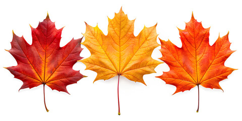 Fototapeta premium Orange, Red, Yellow autumn maple leaf, on isolated white background