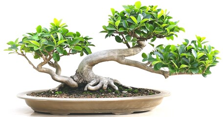 Fresh, rich green foliage, a tidy white backdrop, and a beautifully shaped, winding trunk characterize this ficus tree bonsai, Generative AI.