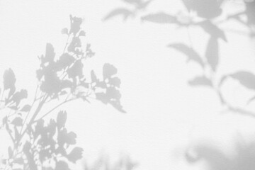 Leaf shadow and light on wall background. Nature tropical leaves tree branch plant shade sunlight...