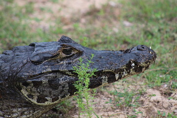 jacaré no pantanal de mato grosso 
