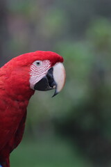 arara vermelha no pantanal brasileiro 