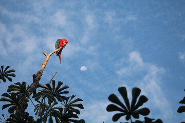 arara vermelha no pantanal brasileiro 