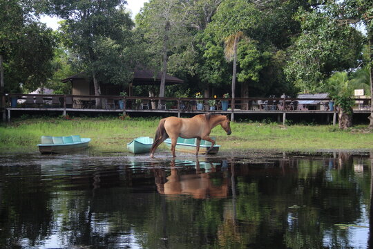cavalos ao lado de caiques no pantanal 