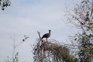 aves fotografadas em passeio de barco no pantanal 
