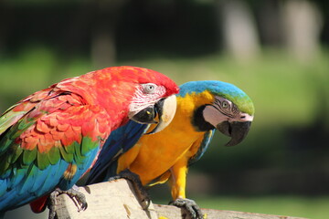 arara no pantanal brasileiro 