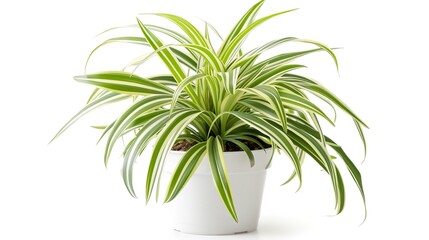 Fototapeta premium Plant a spider plant in a plain white pot with long, green leaves striped with white, Generative AI.
