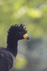 mutum no pantanal brasileiro 