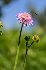 Field scabious Knautia arvensis flowering in meadow. Blue purple wild flower on natural background. Macro. Selective focus