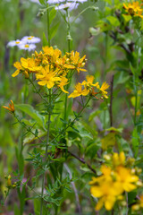 flowers of Saint Johns wort, Hypericum perforatum