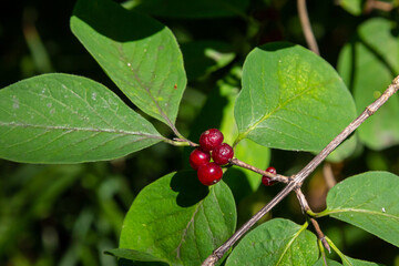 Festive Holiday Honeysuckle Branch with Red Berries Lonicera xylosteum