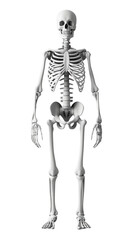 PNG 3d render of skeleton person human.
