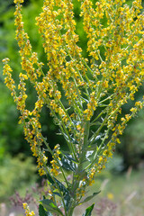 Common mullein - pale yellow flowers of verbascum nigrum plant, used as herb and medicine - growing in the medicinal garden