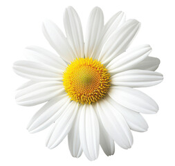 Daisy flower with intricate petal detail on transparent background, high resolution.