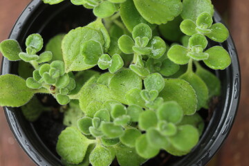 oregano kubańskie Plectranthus montanus