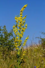 Common mullein - pale yellow flowers of verbascum nigrum plant, used as herb and medicine - growing in the medicinal garden