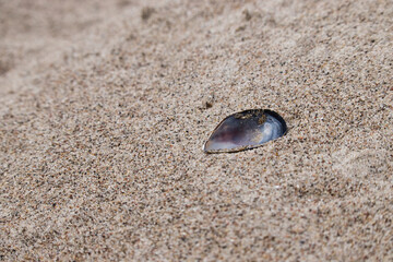 Dark shell in the sand on a beach at the Baltic Sea on a spring day in northern Germany.
