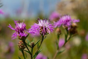 Blooming meadow knapweed, Centaurea jacea, on the meadow