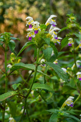 Summer among the wild herbs blossoms of nettle Galeopsis speciosa