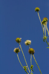 Dipsacus pilosus, Small Teasel. Wild plant shot in summer